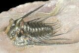 Kettneraspis Trilobite (Long Occipital Horn) - Lghaft, Morocco #165937-2